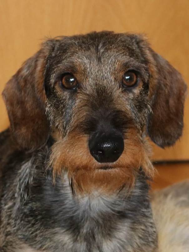 Xyllo von der Bismarck-Eiche